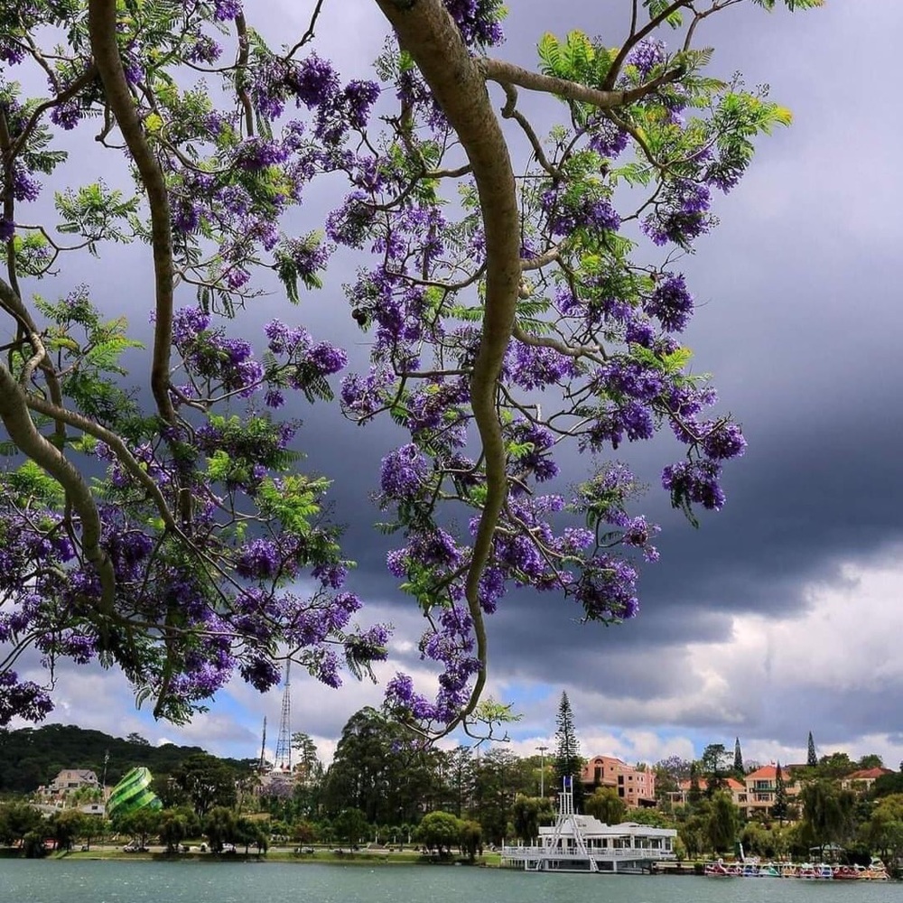 Meet your Posher, Nguyen